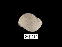 藏品(紫口珊瑚螺)的圖片